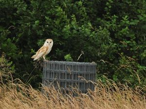 South Shropshire RSPB celebrate the barn owl. Photo: Geoff Hall