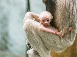 Supporting image for story: New arrival of endangered gibbon is welcomed at Twycross