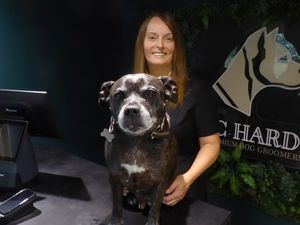 Supporting image for story: New premium dog grooming parlour opening at garden centre near Stourbridge