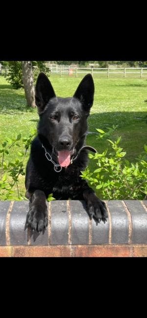 Police dog Tono tracked the alleged thieves 