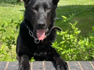 Supporting image for story: Police dogs get well deserved treats after festive crime fighting successes