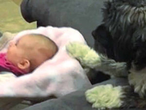 Supporting image for story: Watch: Pampering Shropshire dog Snoopy is an internet sensation