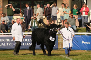 Jo and Robin Ransome of Felindre near Knighton won first prize in the bull born on or near January 1 2024 with  Welsh Black Blackmixen Glyndwr. Image by Andy Compton