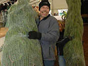 Supporting image for story: Cheer on tree prices