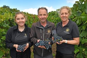 Harvest at Halfpenny Green Wine Estate, Bobbington, 2025.  Imogen, Clive and Lisa Vickers