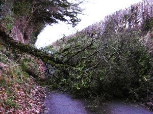 Supporting image for story: Storm Pia brings winds of up to 50mph to Shropshire