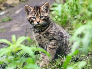 Supporting image for story: Birth of wildcat kittens in Kent wildlife park sparks hope for rarest UK mammal