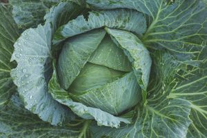 A cabbage was thown at Steve Bruce 