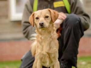 Supporting image for story: 8 cute and delightful dogs in the Midlands waiting to find forever homes in Dogs Trust Kennels