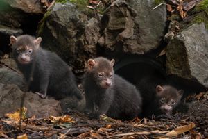 The bush dog puppies. Picture: Chester Zoo