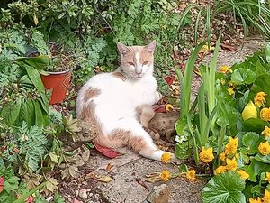 Supporting image for story: Market Drayton woman fighting for return of beloved cat Fred after she receives request to transfer ownership 