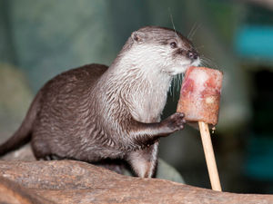 Supporting image for story: Otters at National SEALIFE Centre Birmingham treated to ice lollies as temperatures soar