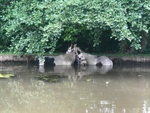 Supporting image for story: Pair of ponies rescued from Pattingham pond