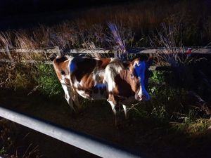 Supporting image for story: Traffic hold-up as cow wanders onto M6 after 'idiots' leave farm gate open