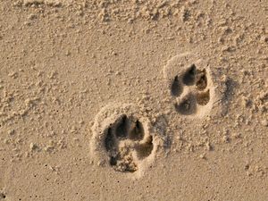 Supporting image for story: Bill to ban young kittens and puppies being imported into UK passed by MPs