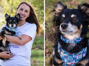 Supporting image for story: ‘I saved a dog from death row - he's now a pet detective in Shropshire sniffing out lost animals and humans’