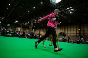 Great Danes are paraded at the Birmingham National Exhibition Centre (NEC)  during the third day of the Crufts Dog Show. PA Photo. Issue date: Saturday March 7, 2020. See PA story ANIMALS Crufts. Photo credit should read: Jacob King/PA Wire.