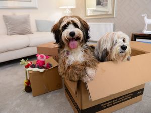 BG - A couple of dogs, Doris and Dudley, in a show home