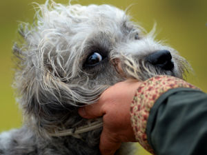 Supporting image for story: Pooches on parade at dog show and fun day