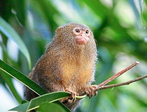 A pygmy marmoset in the at Artis Royal Zoo