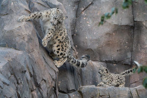 Snow leopard cub, Bheri, ventures outside for the first time at Chester Zoo.