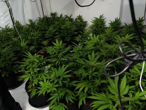 Supporting image for story: Hundreds of cannabis plants found at two Willenhall drug farms
