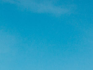 Supporting image for story: Mount Fuji tree blooms in the Telford sun