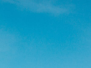 Supporting image for story: Mount Fuji tree blooms in the Telford sun