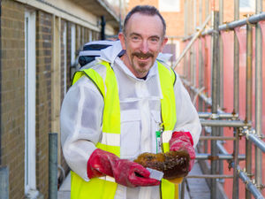Supporting image for story: Pest experts now offering live bee removal service