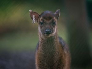 Supporting image for story: Rare deer born at Chester Zoo