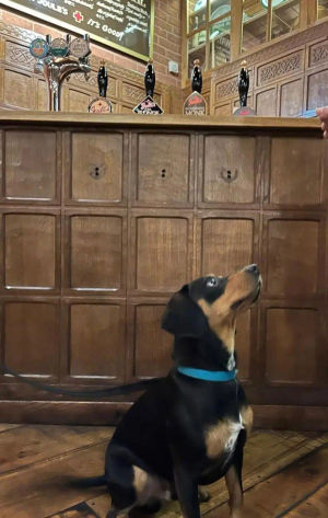 Murphy in the Red Lion