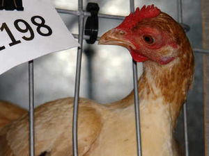 Supporting image for story: Homes needed for Shropshire battery chickens