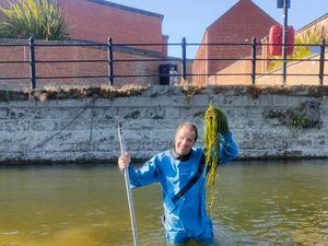Supporting image for story: Shrewsbury tourist boat future 'at risk' over 'unprecedented' reed growth affects service