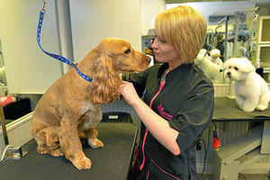 Shannon Dennis grooms Millie while Daisy waits in the background