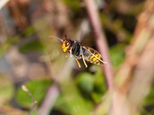 Supporting image for story: Rapid action against invasive bee-killing hornet has halted spread, study finds