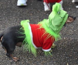 This dog was disguised as The Grinch
