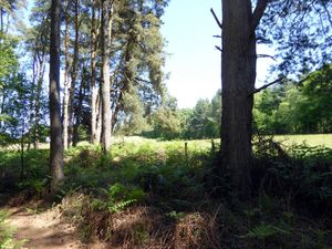 Supporting image for story: Row over buffer zone around housing development near ancient woodland 