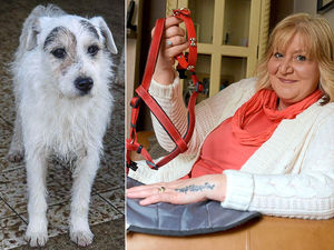 Supporting image for story: Joy as Oswestry woman's missing dog is found – six years on
