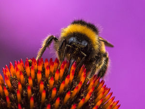 Supporting image for story: Shropshire snapper gets double reason to celebrate