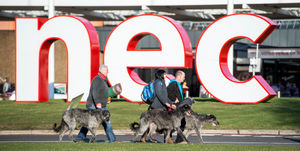  Irish Wolfhounds arriving for Crufts last year
