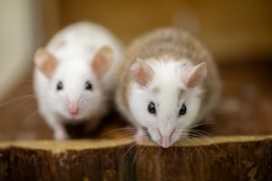 Multimammate mice (also known as the African soft furred rat), at RSPCA Ashley Heath animal centre. These mice, along with 89 others were abandoned at a McDonalds as part of a protest.