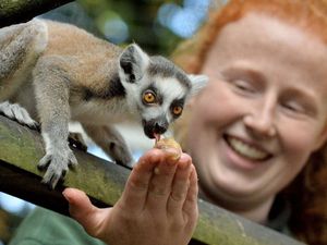 Supporting image for story: Captain Tom the clear winner in public vote to name Telford zoo's newest lemur  