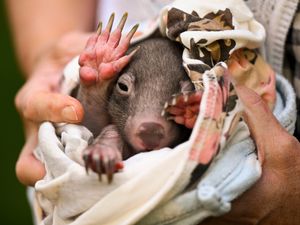 Supporting image for story: US influencer who snatched a baby wombat leaves Australia