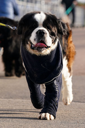 A St Bernard arriving on the first day of the Crufts Dog Show at the National Exhibition Centre (NEC) in Birmingham. Picture date: Thursday March 5, 2026. PA Photo. Photo credit should read: Jacob King/PA Wire