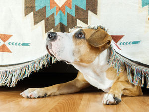 Supporting image for story: Shrewsbury charity's advice for dog owners ahead of 'bangs and blasts' of New Year's Eve fireworks