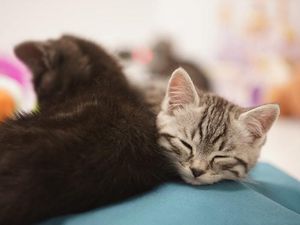 Supporting image for story: Argos will broadcast kittens on its website to soothe stressed Black Friday shoppers
