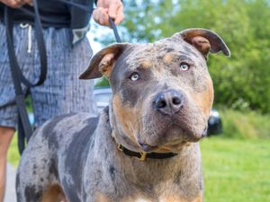 Supporting image for story: Existing American XL bully dogs will be ‘safely managed’ under ban plan – No 10