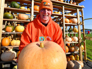 Supporting image for story: It's pumpkin crop picking time - where to find yours for cooking and carving in the Black Country, Staffordshire and Wyre Forest