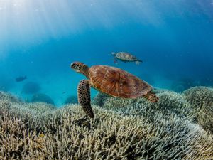 Supporting image for story: Nature is in ‘free fall’ as world faces dangerous tipping points, experts warn