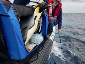 Supporting image for story: Emperor penguin released at sea 20 days after waddling onto Australian beach